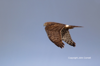 Birds-of-Prey;Circus-cyaneus;Flying-Bird;Northern-Harrier;One;Photography;action